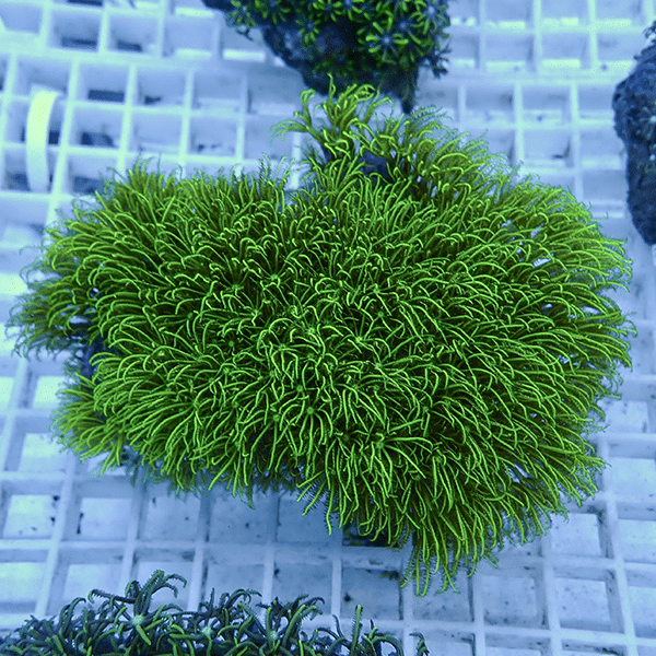 【サンゴ現物5】スターポリプ