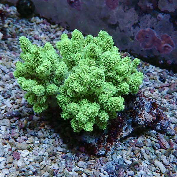 【サンゴ現物5】トサカ.sp 10-11cm沖縄産