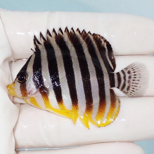 【現物5】シマヤッコ 5.5cm±