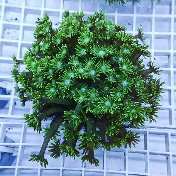 【サンゴ現物5】ハナガササンゴ