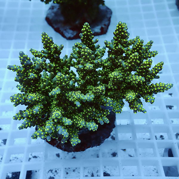 【サンゴ現物5】ブリードミドリイシ