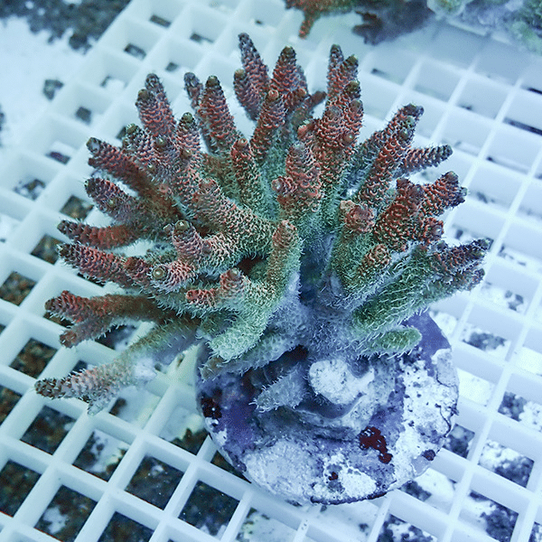 【サンゴ現物64】ブリードミドリイシ