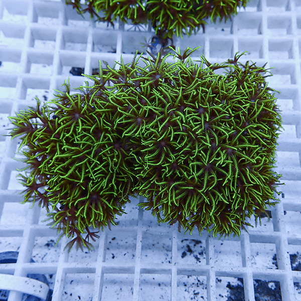 【サンゴ現物21】スターポリプ