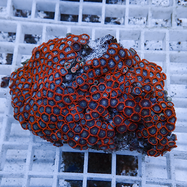 【サンゴ現物6】マメスナギンチャク