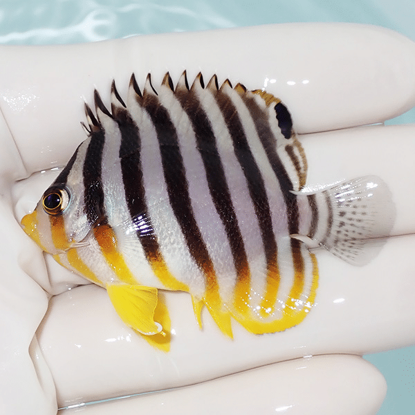 【現物6】シマヤッコ 5.5cm±