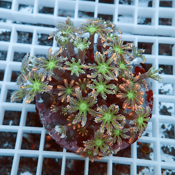 【サンゴ現物6】ツツウミヅタサンゴ オレンジ