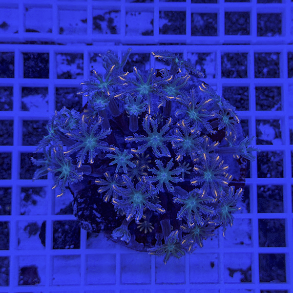 【サンゴ現物6】ツツウミヅタサンゴ オレンジ