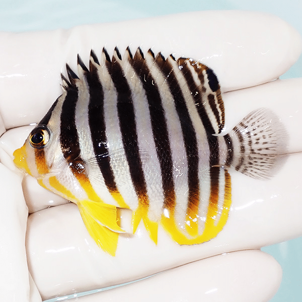 【現物6】シマヤッコ 5.5cm±