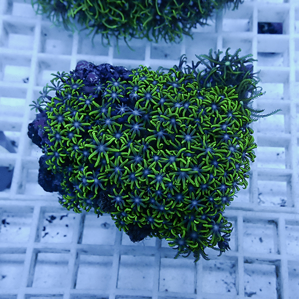 【サンゴ現物6】スターポリプ