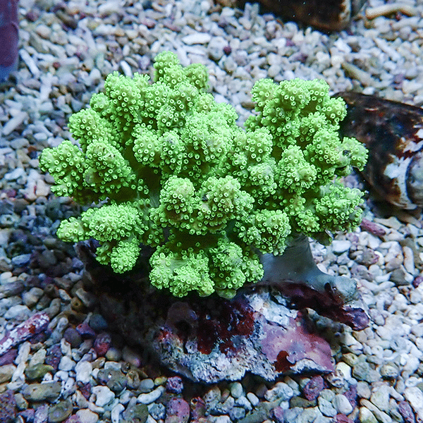 【サンゴ現物6】トサカ.sp 7-7cm沖縄産