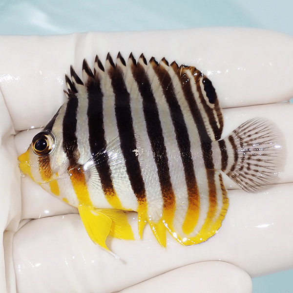 【現物6】シマヤッコ 5.3cm±