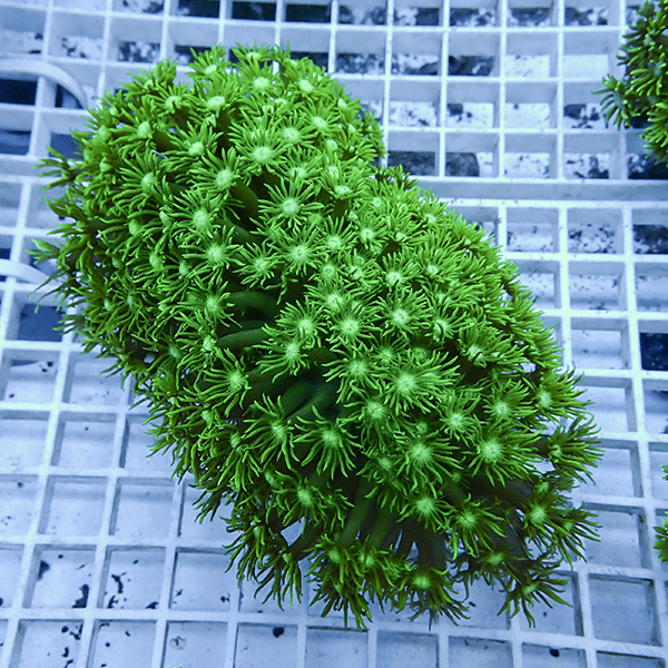 【サンゴ現物6】ハナガササンゴ