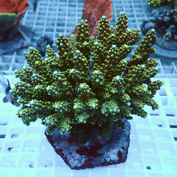 【サンゴ現物6】ブリードミドリイシ