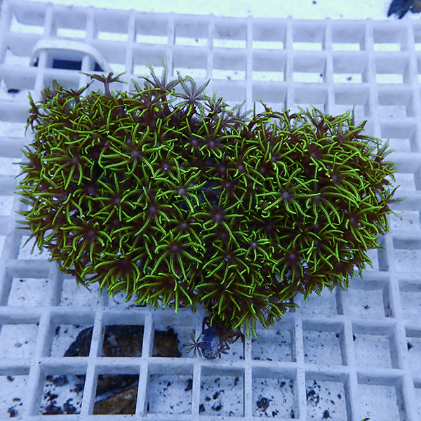 【サンゴ現物22】スターポリプ