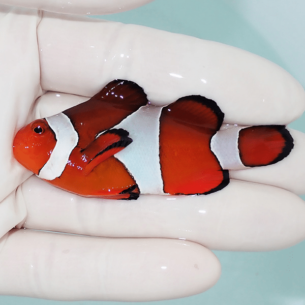 【現物7】カクレクマノミbig 7cm±