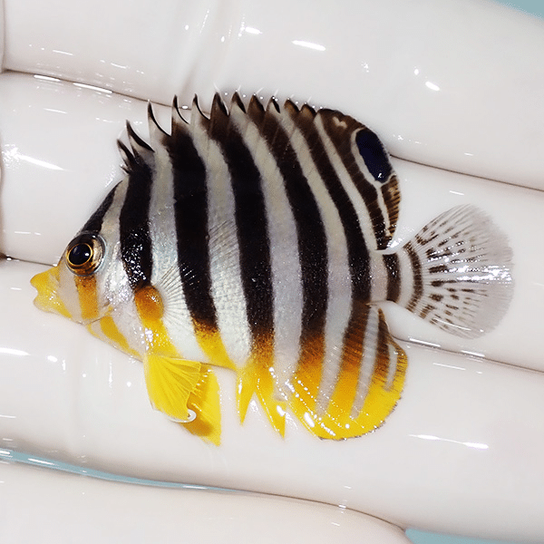 【現物7】シマヤッコ 4.5cm±