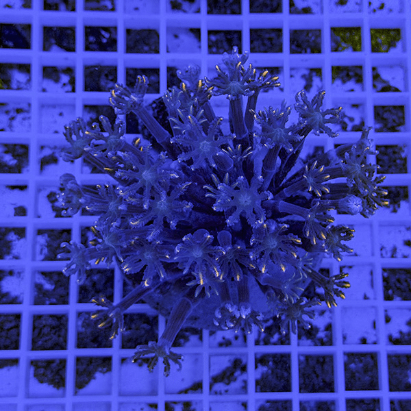 【サンゴ現物7】ツツウミヅタサンゴ オレンジ