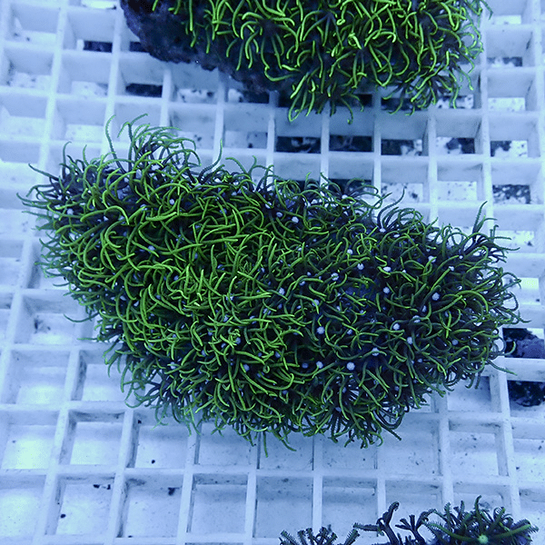 【サンゴ現物7】スターポリプ