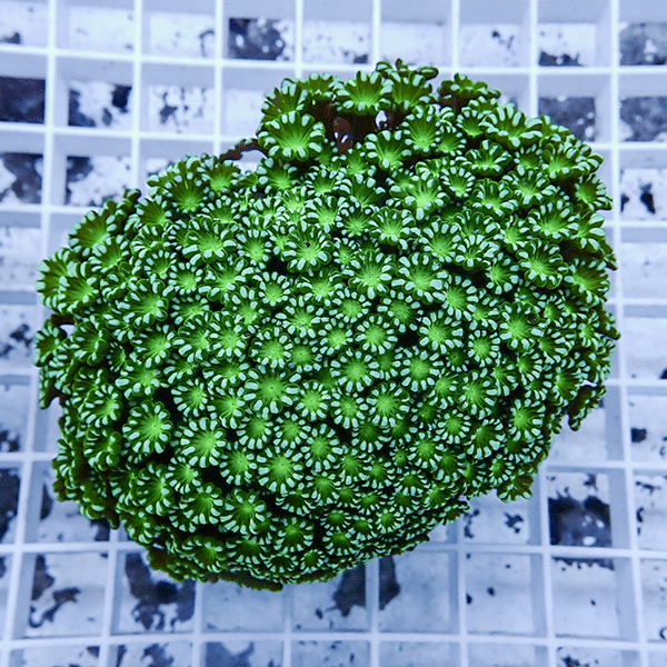 【サンゴ現物7】アワサンゴ