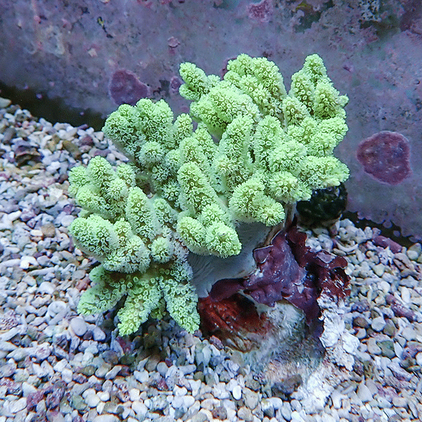 【サンゴ現物7】トサカ.sp 11-12cm沖縄産