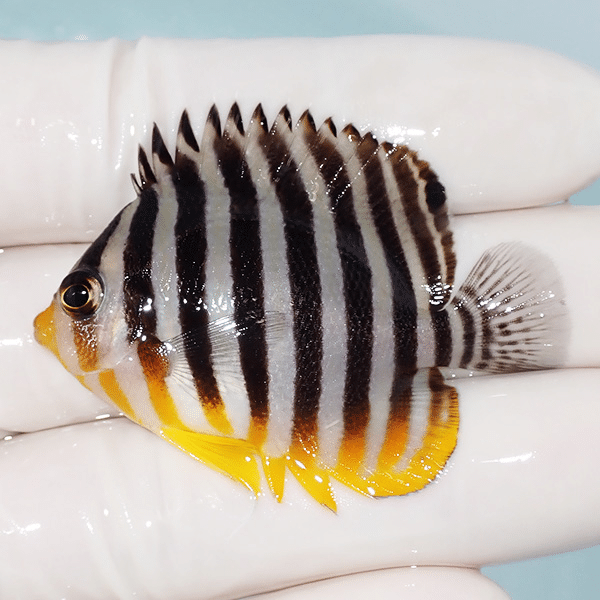 【現物7】シマヤッコ 5cm±