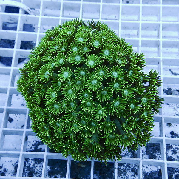 【サンゴ現物7】ハナガササンゴ