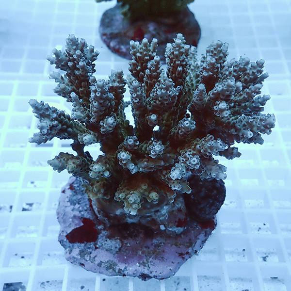 【サンゴ現物7】ブリードミドリイシ