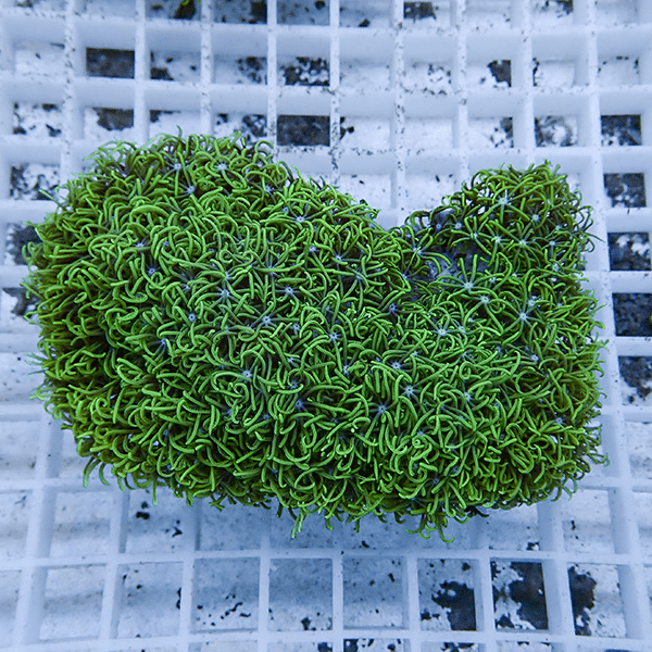 【サンゴ現物23】スターポリプ