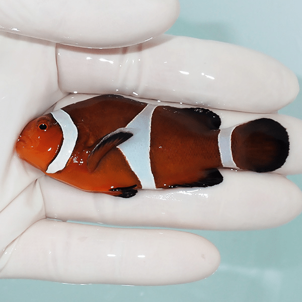 【現物8】カクレクマノミbig 7.5cm±