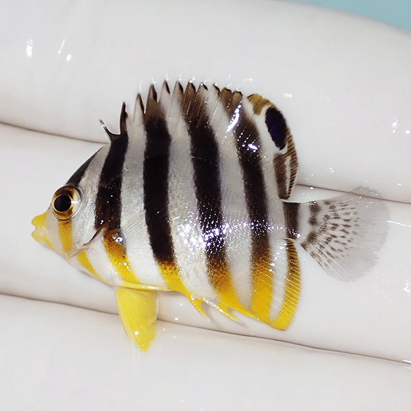 【現物8】シマヤッコ 3.5cm±