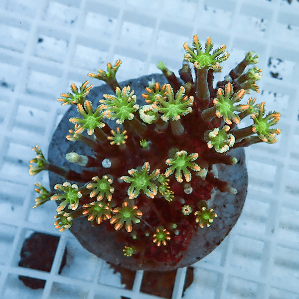 【サンゴ現物8】ツツウミヅタサンゴ オレンジ