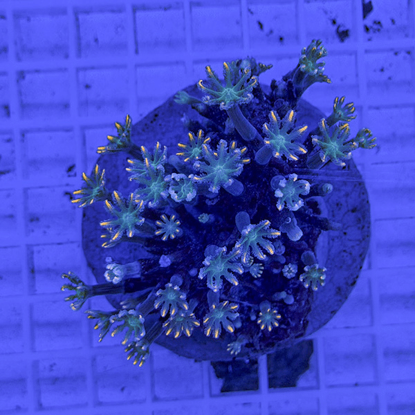 【サンゴ現物8】ツツウミヅタサンゴ オレンジ