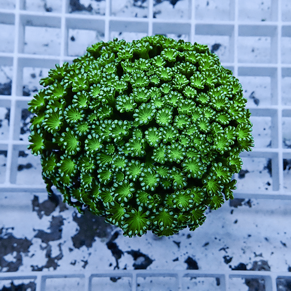 【サンゴ現物8】アワサンゴ