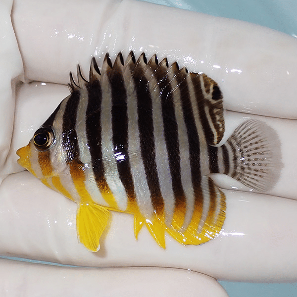 【現物8】シマヤッコ 5.3cm±