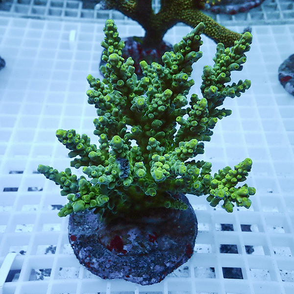 【サンゴ現物8】ブリードミドリイシ