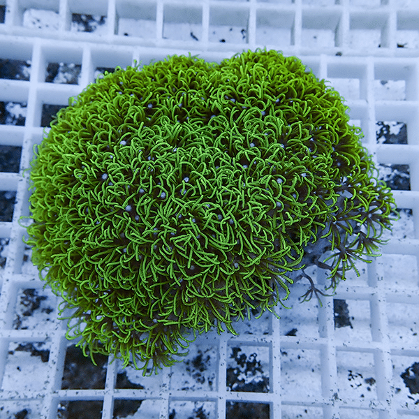 【サンゴ現物24】スターポリプ