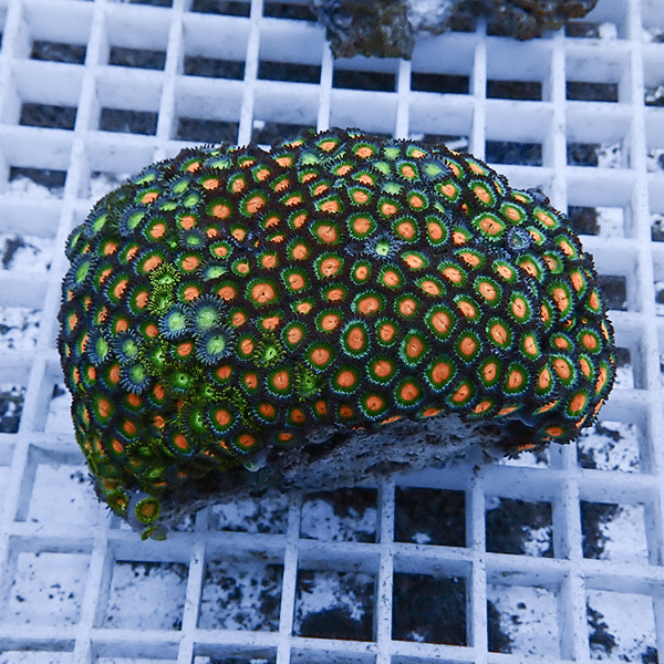 【サンゴ現物8】マメスナギンチャク