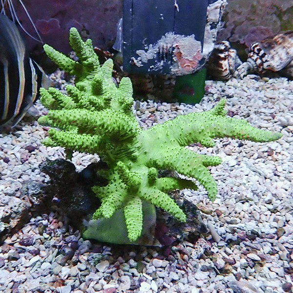 【サンゴ現物9】トサカ.sp 10-11cm沖縄産