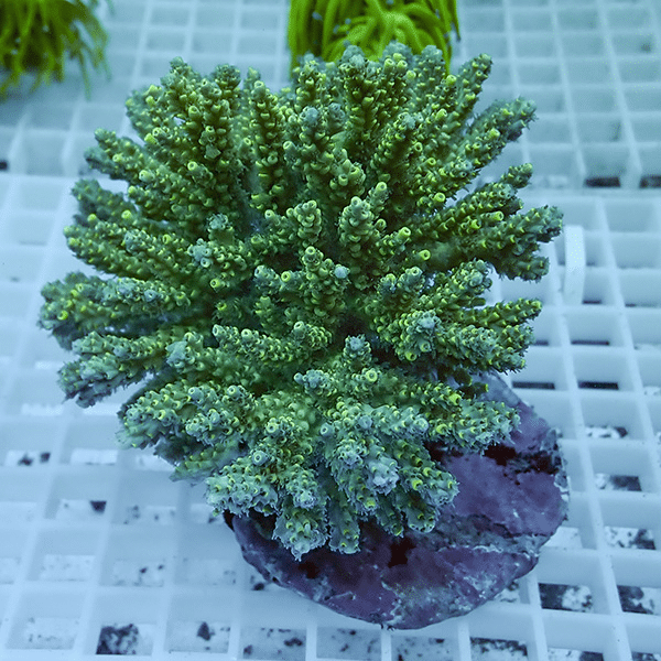 【サンゴ現物9】ブリードミドリイシ