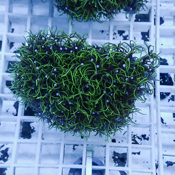 【サンゴ現物9】スターポリプ