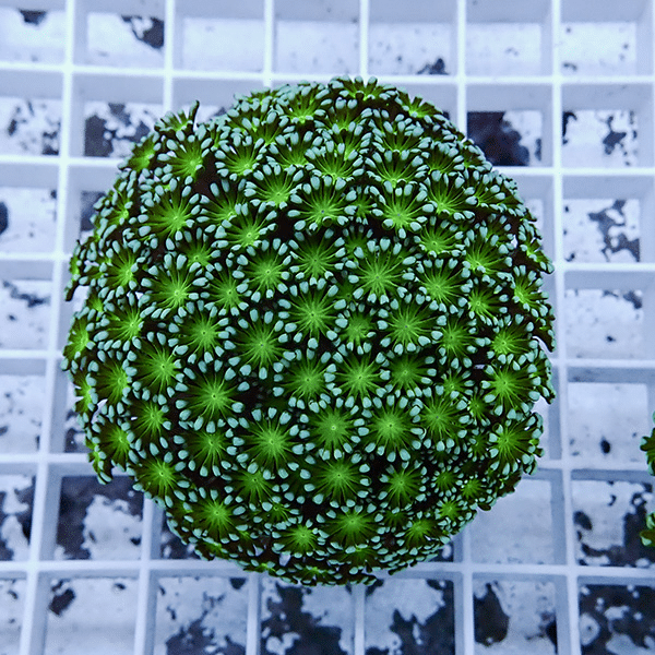 【サンゴ現物9】アワサンゴ