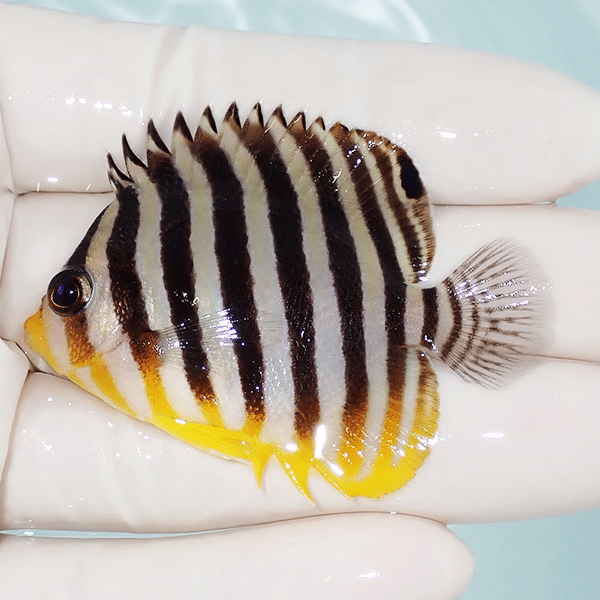 【現物9】シマヤッコ 5.5cm±