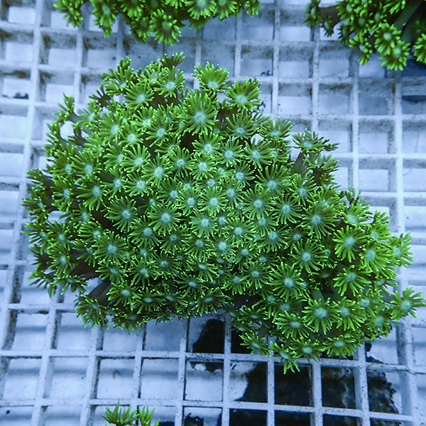 【サンゴ現物9】ハナガササンゴ