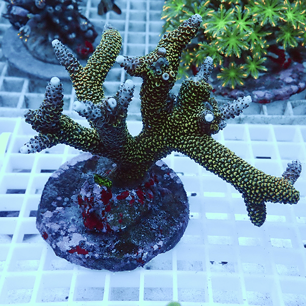 【サンゴ現物9】ブリードミドリイシ