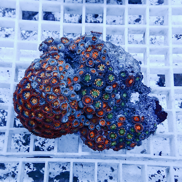 【サンゴ現物10】マメスナギンチャク