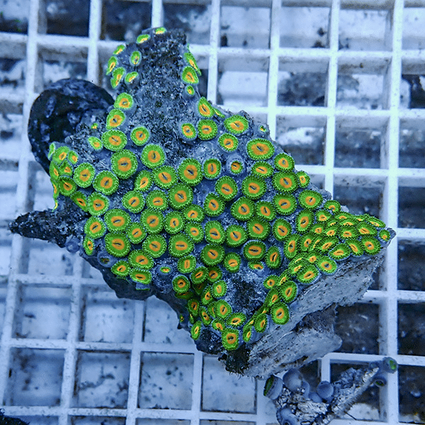 【サンゴ現物10】マメスナギンチャク