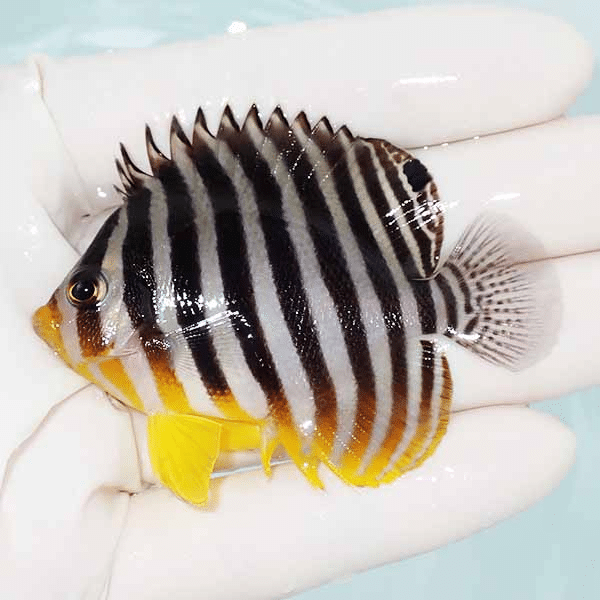 【現物10】シマヤッコ 6.5cm±