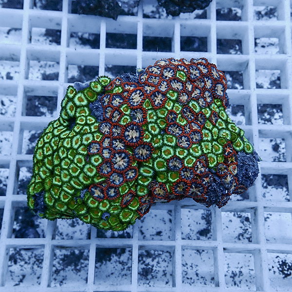 【サンゴ現物11】マメスナギンチャク