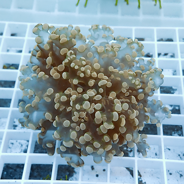 【サンゴ現物11】タコアシサンゴ フラグ