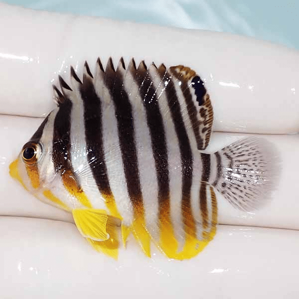 【現物11】シマヤッコ 4.8cm±